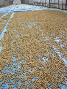 乾燥中の米糠ペレット
