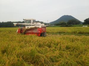 稲刈り2014
