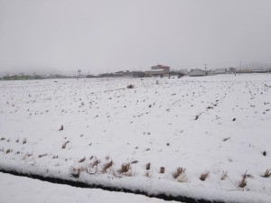 雪の田んぼ